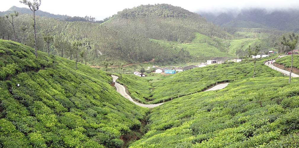 Top_Station_Kundala_Amazing_Tea_Plantations